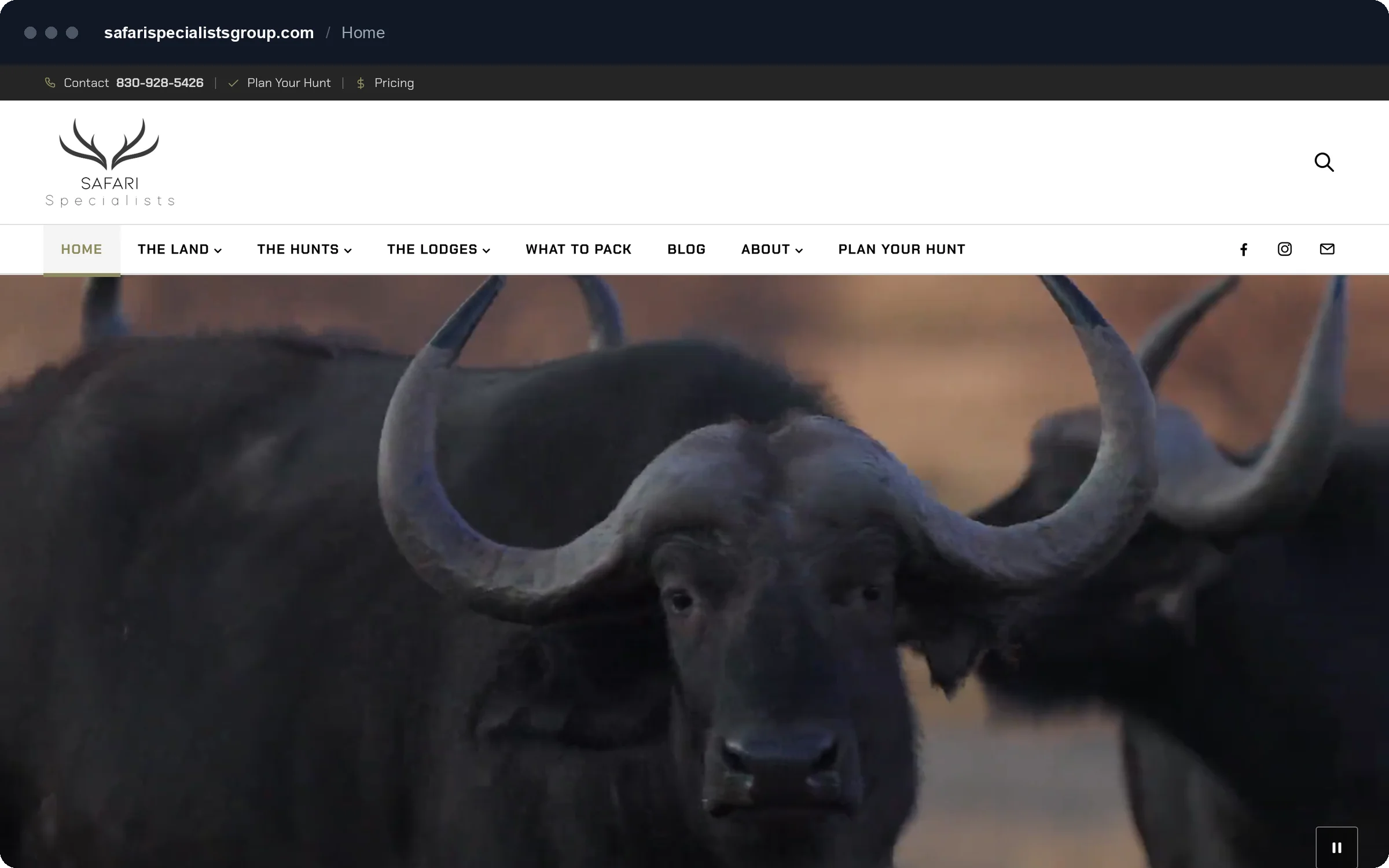 Safari Specialists homepage with a full-width Cape buffalo video hero and the site navigation.