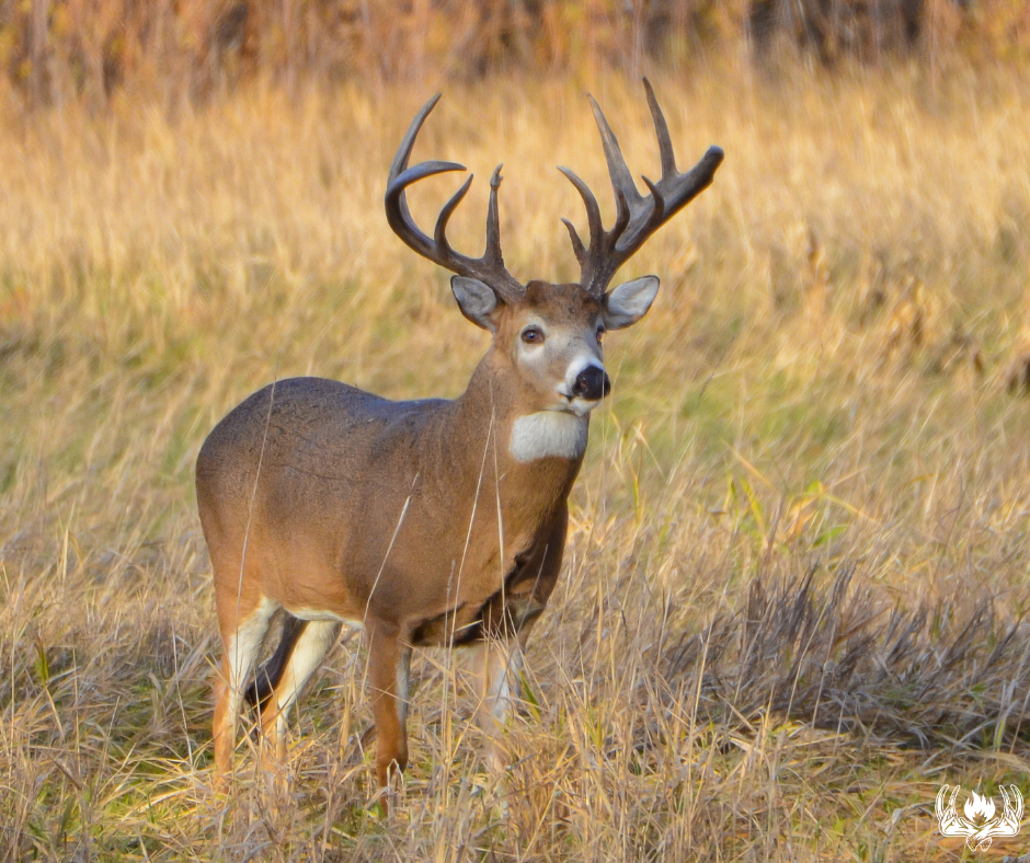 Food Plots