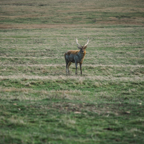 Food Plots