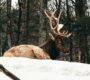 The Ultimate Guide to Email Marketing for Deer Camps 90x80