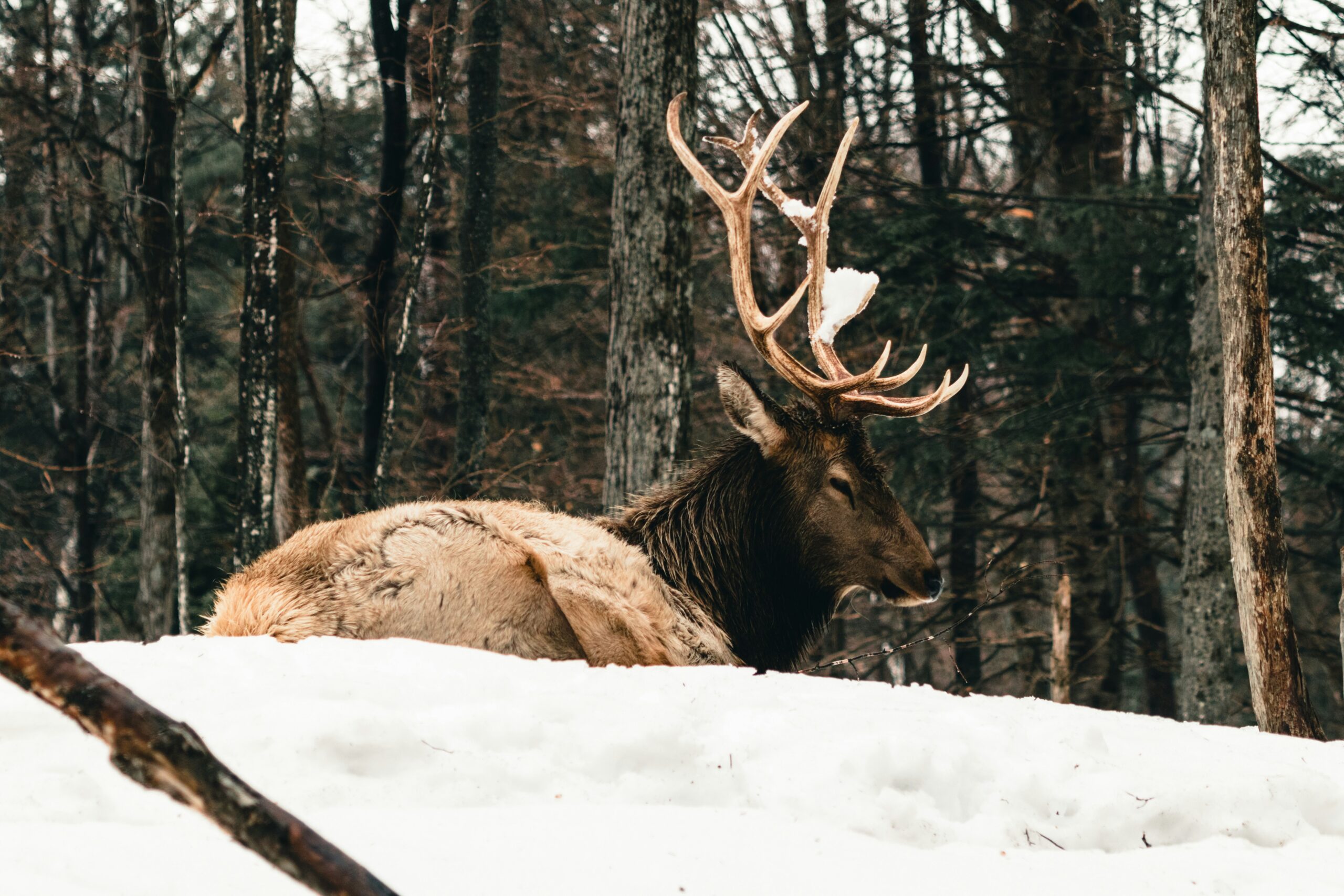 The Ultimate Guide to Email Marketing for Deer Camps