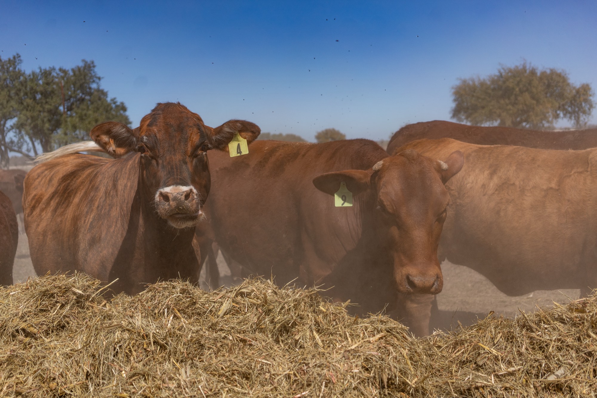 Red cattle feeding along a hay line under a clear sky