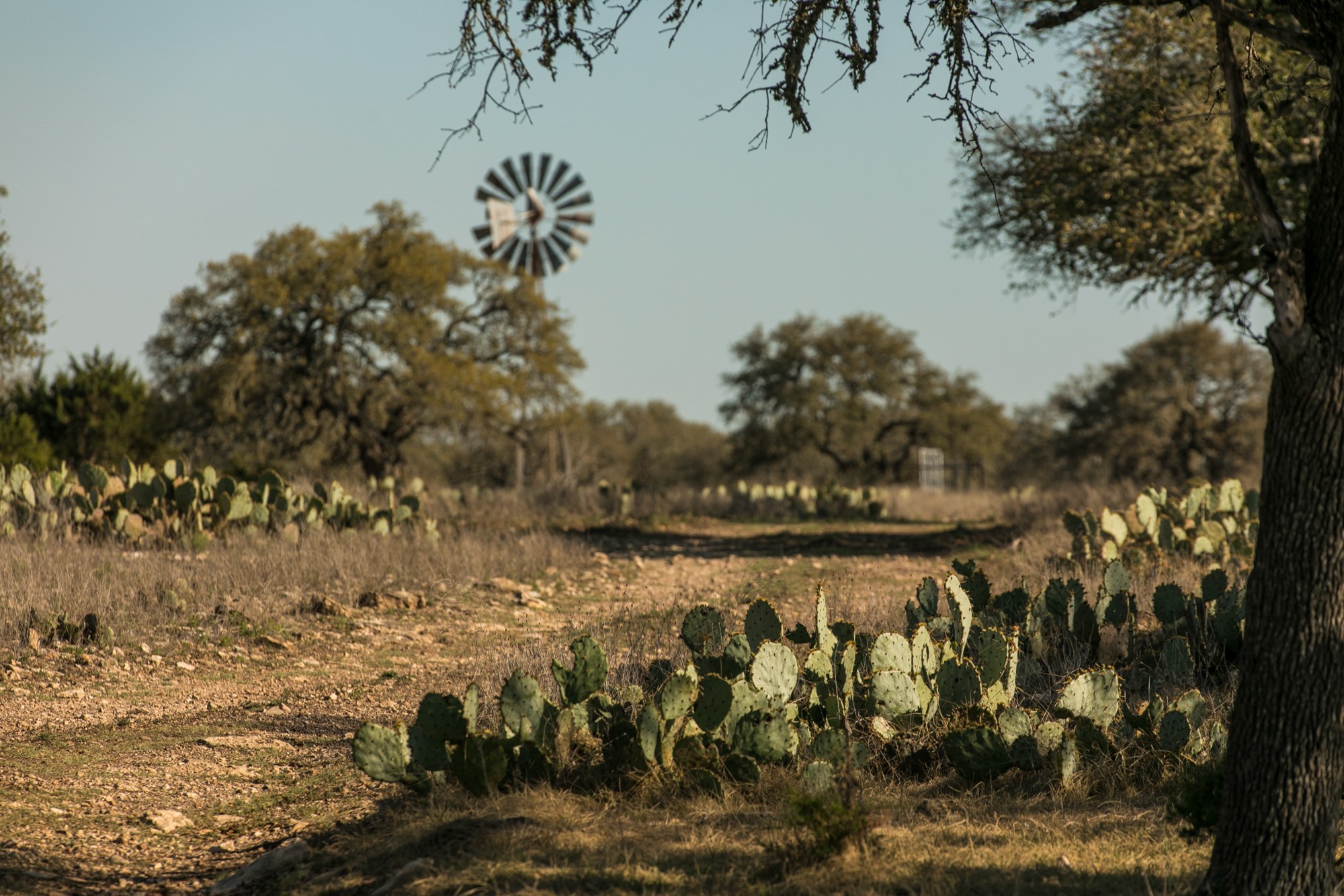 A windmill standing above live oaks and prickly pear on open Hill Country ranch land